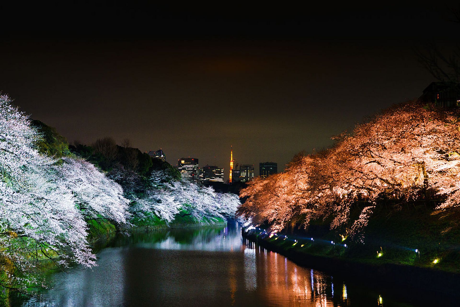 武汉东湖樱花园夜游记:夜色可餐,如梦似幻�夜幕低垂,华灯初上,我