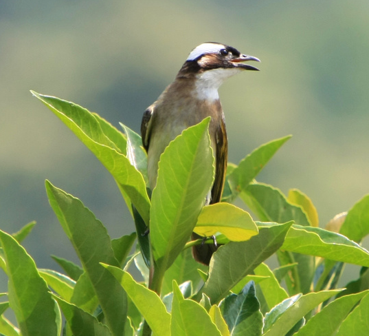 白头鹎,又名白头翁 ,白头壳仔(台语),是雀形目鹎科小型鸟类,为鸣禽