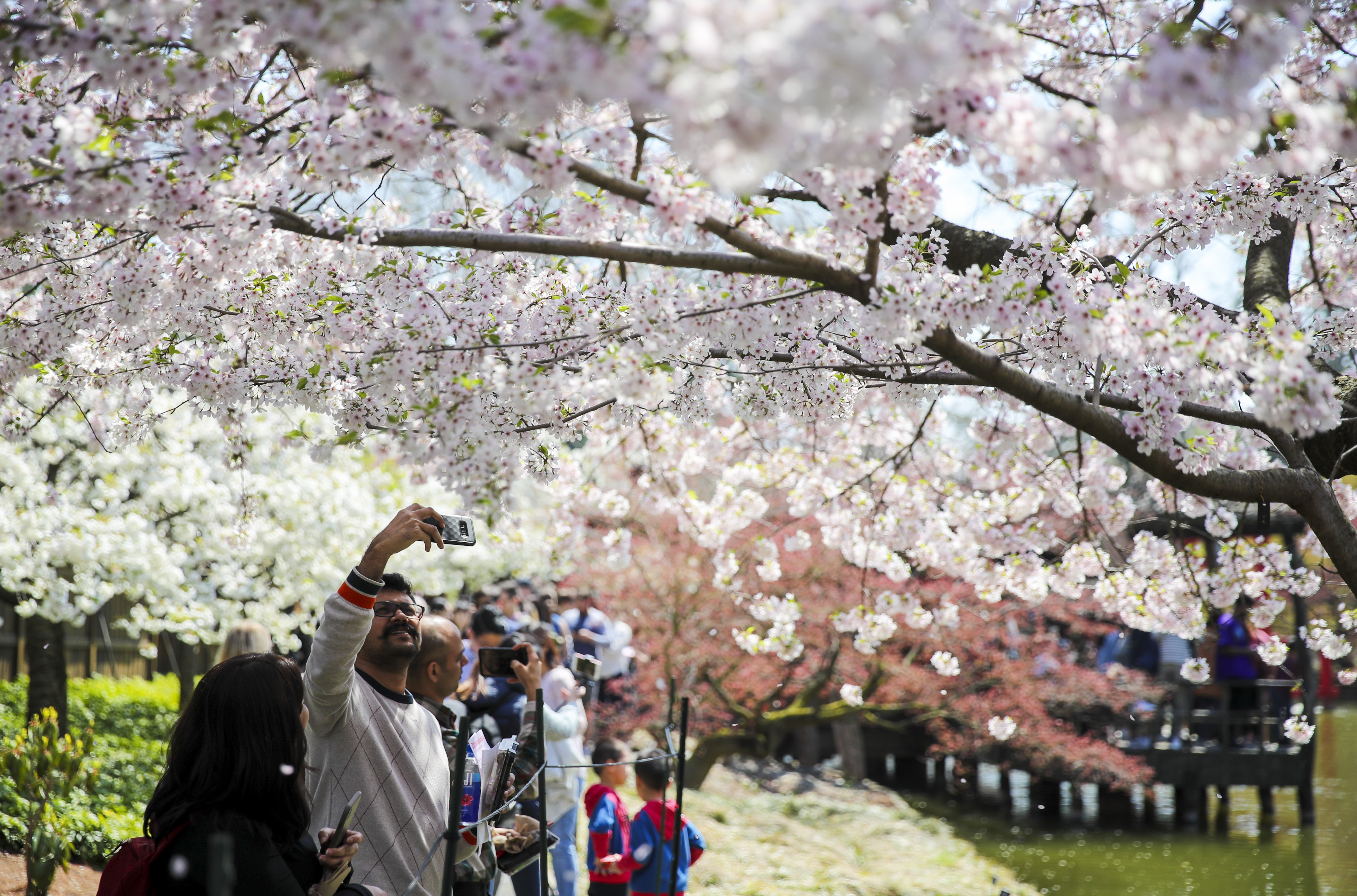 纽约:感受樱花之美(1)