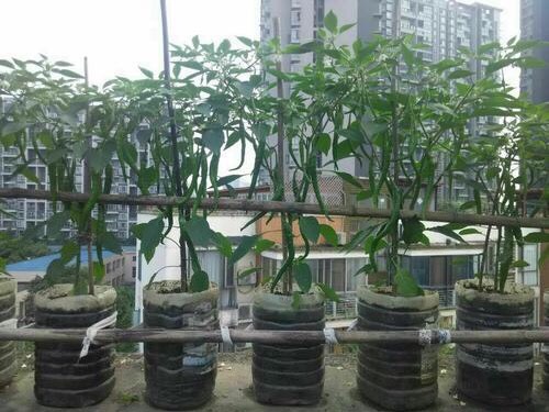捡回来3个"空油桶",种辣椒,1棵能结5斤多,足够一家人吃