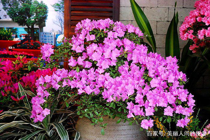 绝美难得一见的杜鹃花美景,五彩斑斓,太美了,快分享给朋友吧!