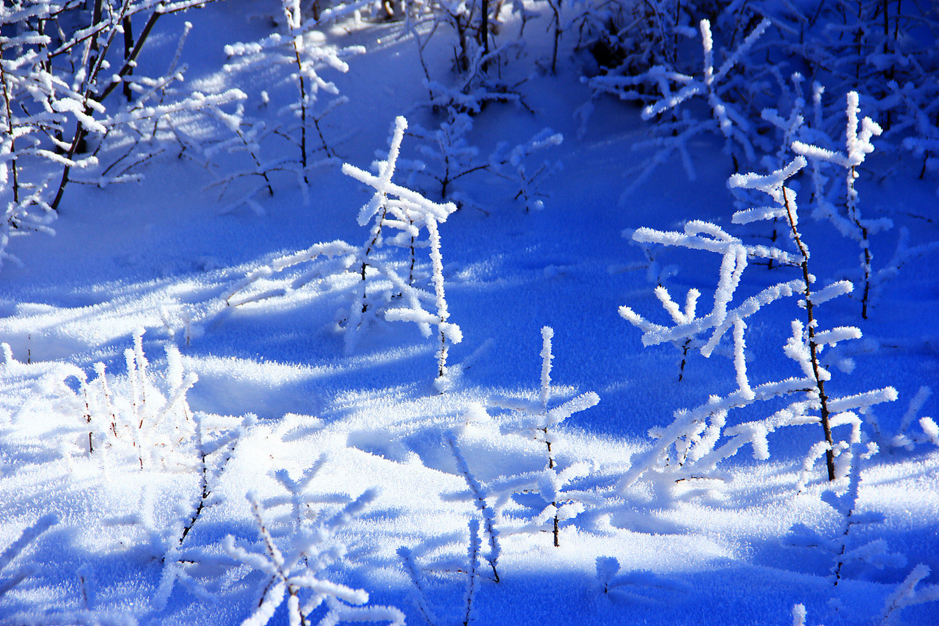 树枝上挂满了晶莹的冰凌,宛如冬日里的水晶宫殿.