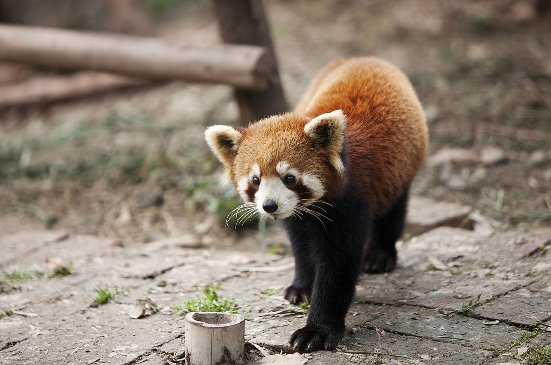 小熊猫性格凶残图片