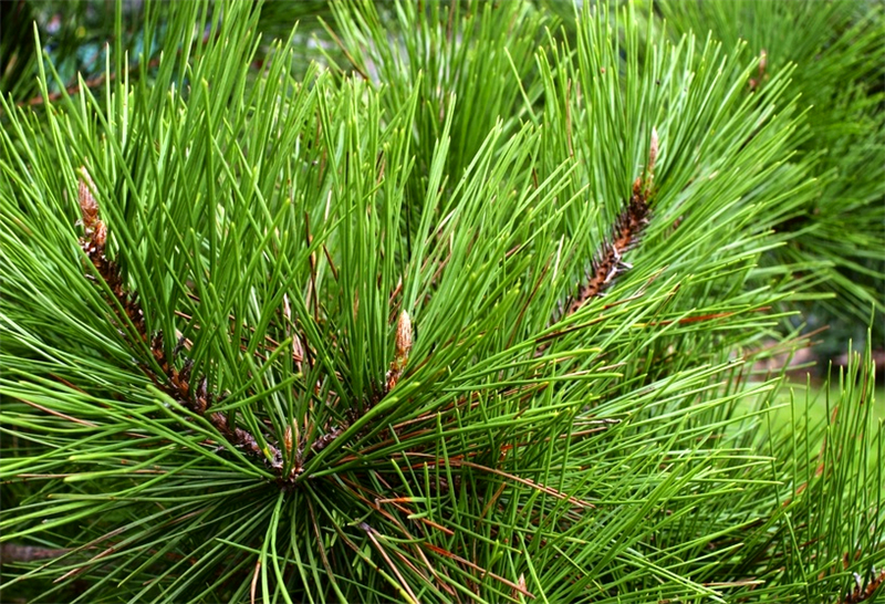 大家都知道松子很好吃,却不知道松树的树叶还有这样的效果