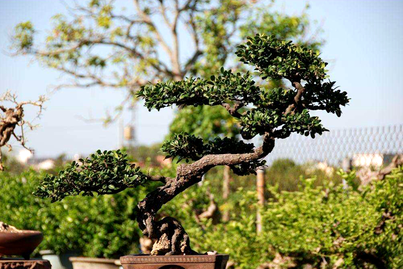 这种植物,人称"象牙树",国内比较少见,可盆栽做盆景,很漂亮