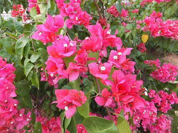 一种三角梅,攀爬能力强,天一暖就开花,满树大红花