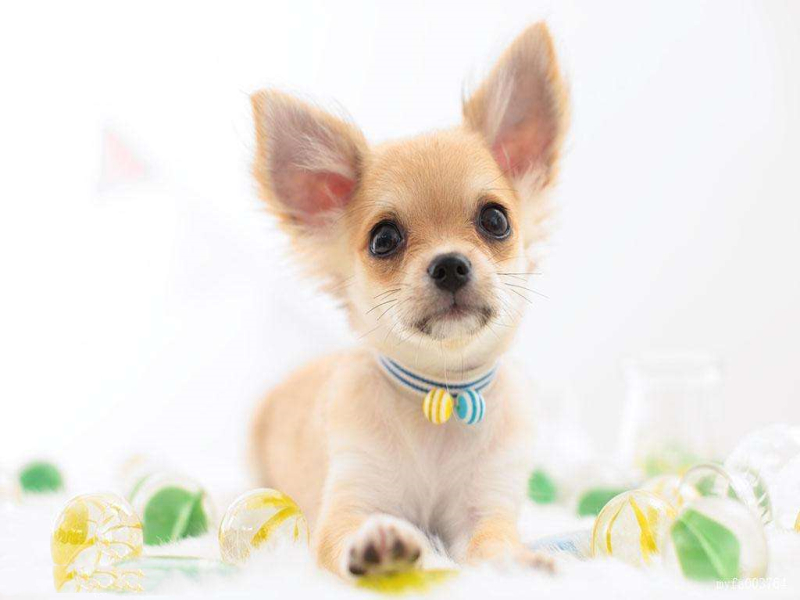 好看又便宜的五种狗狗,每一种都非常萌,想养狗的你不用纠结了