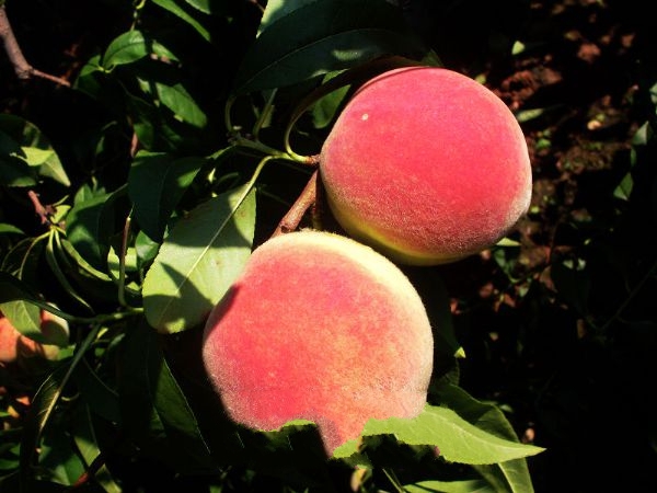 中国好吃的10个桃子品种,第一个称为中国第一桃,第八种名字特别