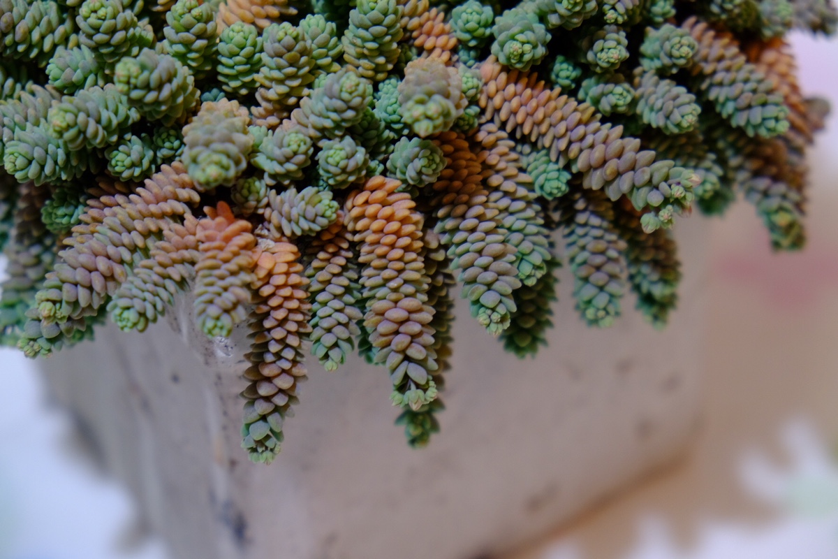 喜欢姬星美人这种植物么,该如何去护养才可以使其快速成长呢?