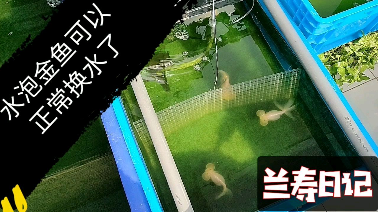 水泡金鱼繁殖后隔离一周以上就可以正常换水了