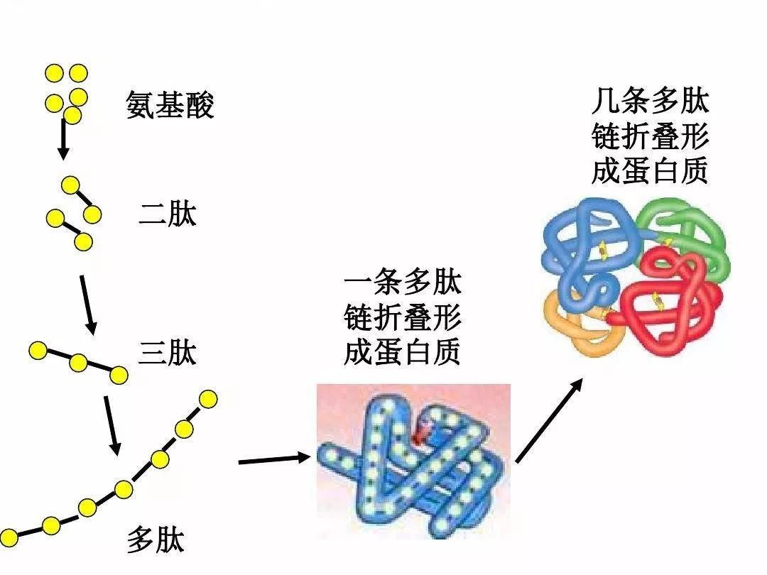 「震惊」缺乏蛋白质,竟然这么可怕!