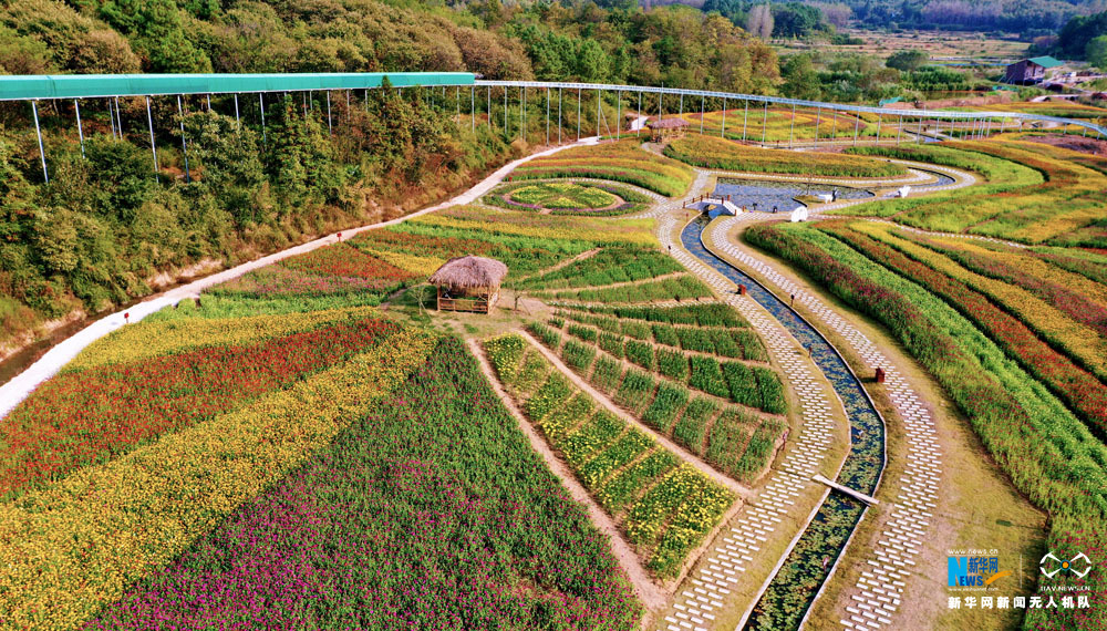 航拍:"七彩花田"醉游人