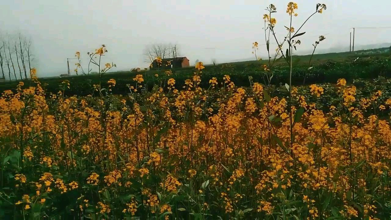 今年三月不下扬州了,去看油菜花吧
