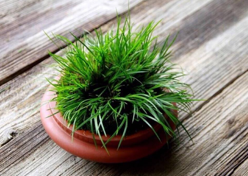 书房摆1盆"菖蒲草",清隽雅致,还能有好运,比绿萝强多了!