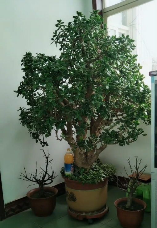 玉树开花,富贵到家!养了"26年"的"玉树",今年开花了!