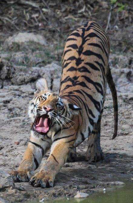 大型猫科动物老虎,超可爱的伸懒腰活动,好像只大猫!