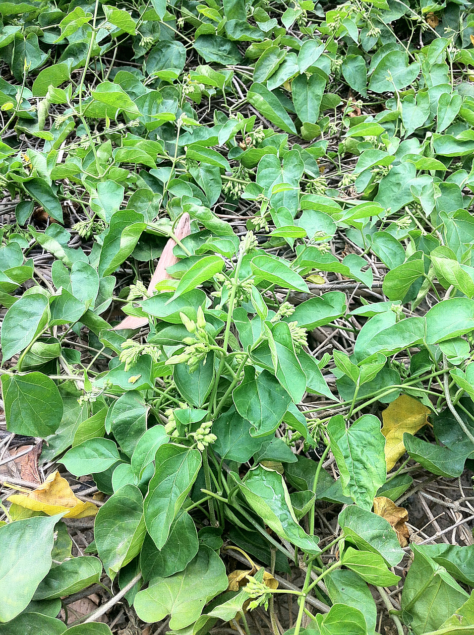 告诉大家一个治疗失眠的好消息.只需要一把路边的"夜交藤"!