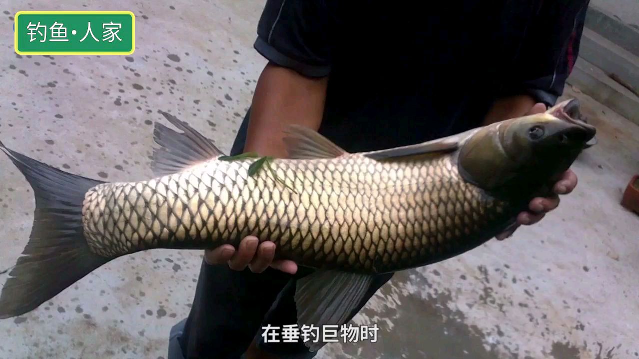 通线单钩钓鱼,野钓一条10斤草鱼,简单又耐用的钓法,值得推荐