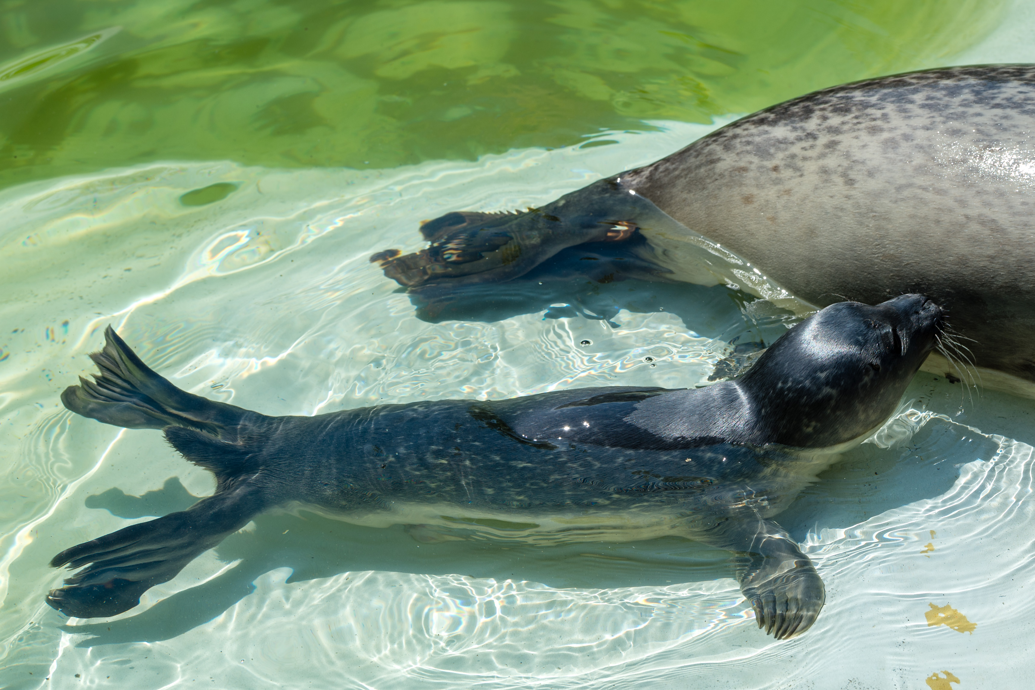柏林动物园的小海豹(2)