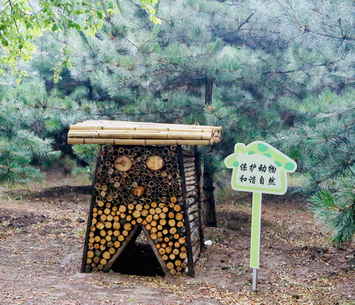 萌萌的"昆虫旅馆"现身北京林地,"房客"可随意选户型