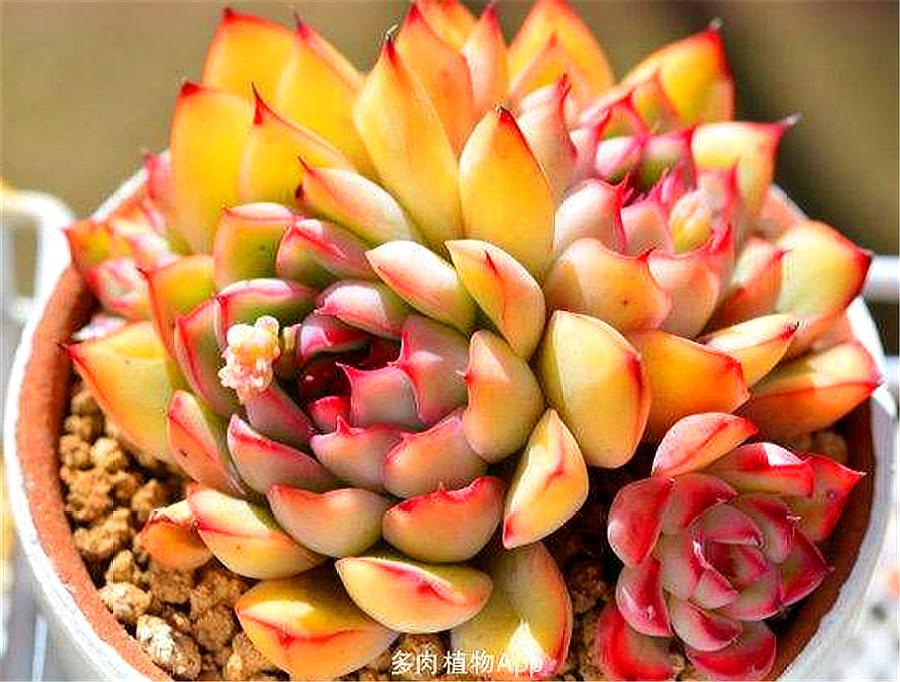 3种最美金色多肉,辉煌大气富丽堂皇,养护简单颜值高