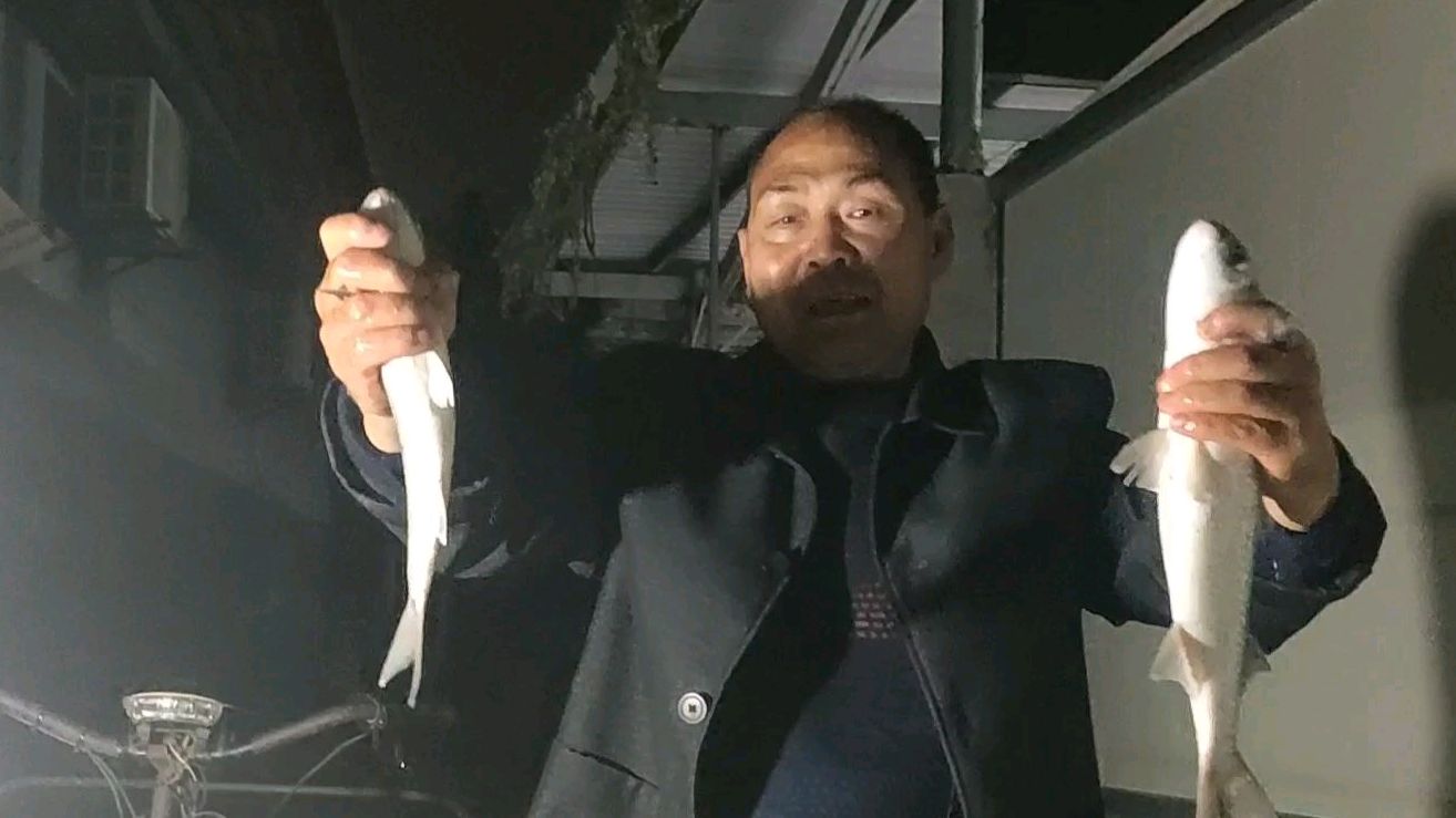 渔人老赵海边撒网抓鱼,抓到二斤多大乌鱼,晚上煮给老婆吃