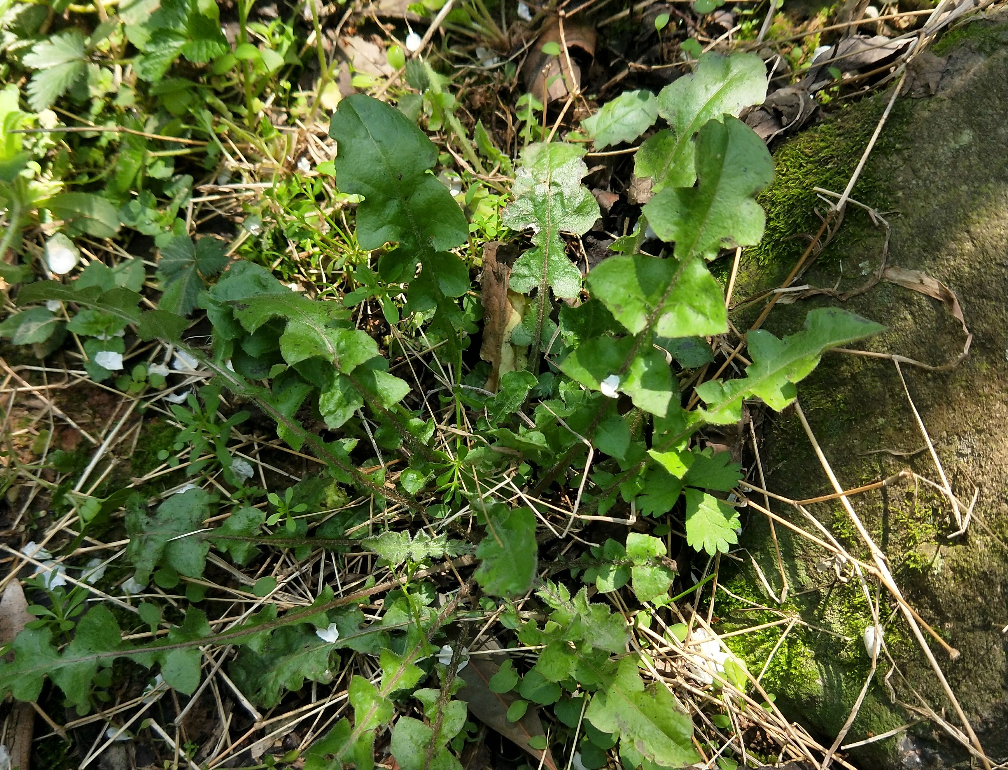 春天里的野菜荠菜