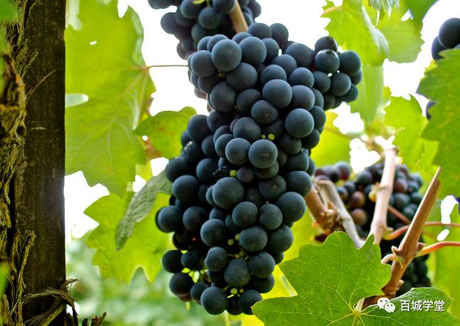普里米蒂沃(primitivo),葡萄干货