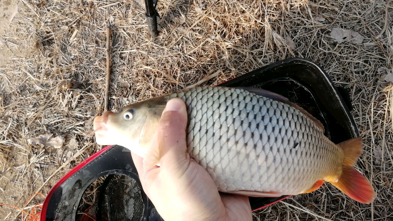 冬季新玩法,天越冷鱼获越多,清一色鲤鱼