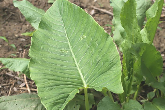 田埂上一种"芋头草",有人当菜吃,乡医大骂无知,常识都没有!