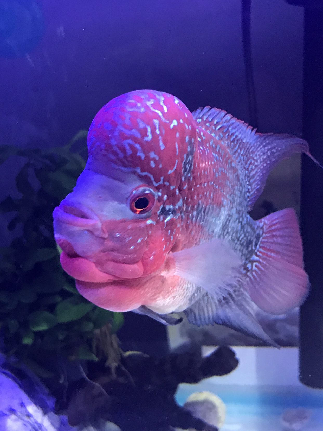 罗汉鱼有灵性的鱼!