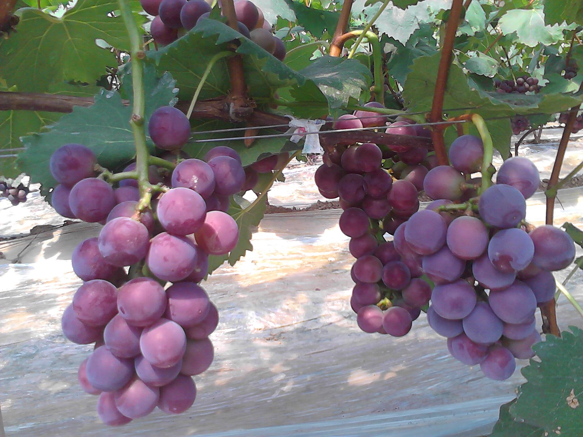 做好这些病虫害的防治,让你葡萄优质又高产