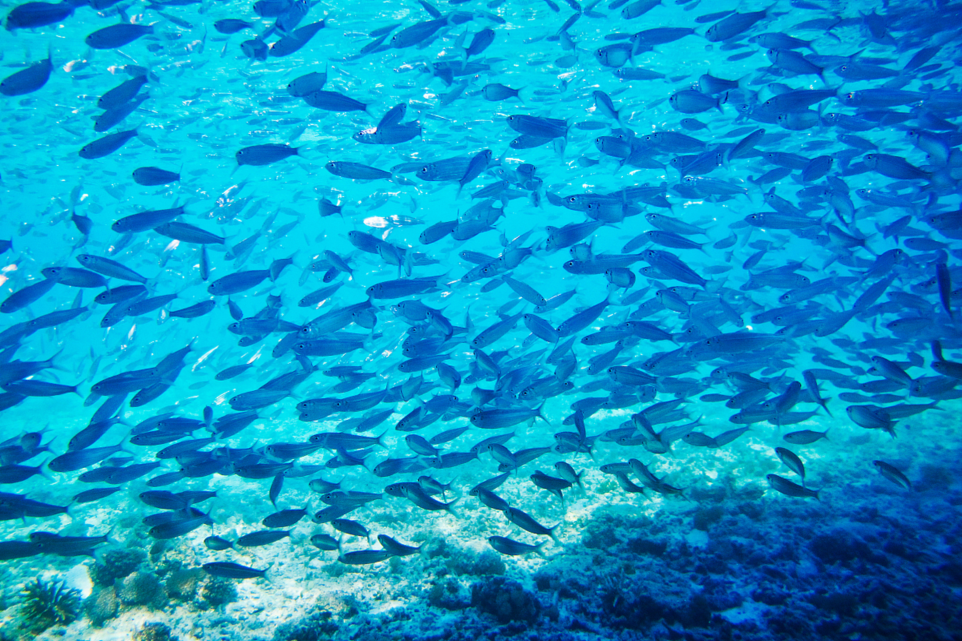 "蜗牛鱼",这个名字听起来让人想起一个慢慢爬行的生物,但实际上,它们