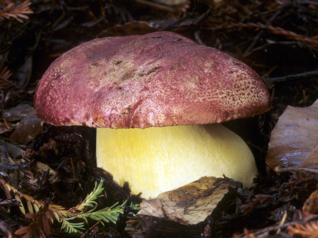 这种菌类有一阵葱香味道,人们称之为粉葱,云南人这样说