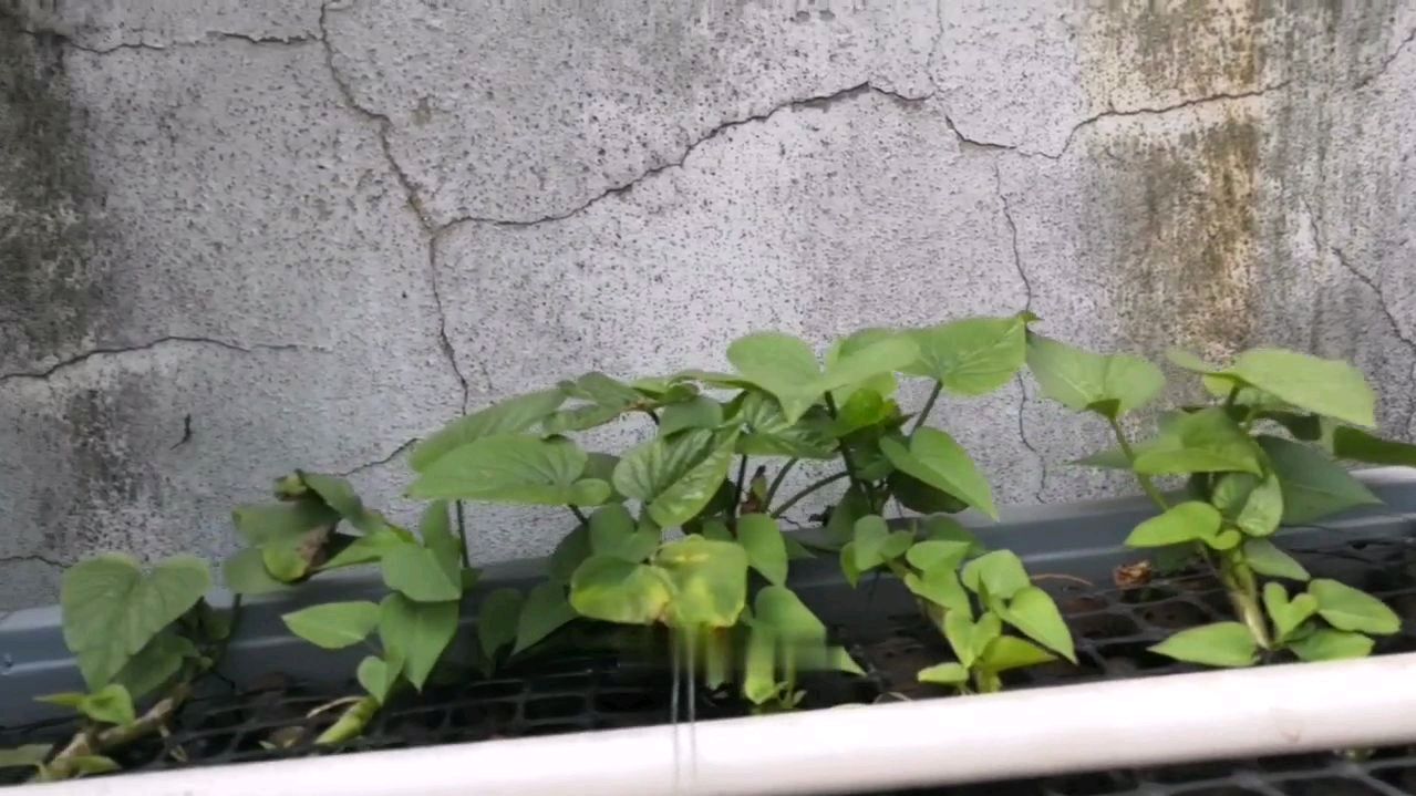 鱼菜共生日常,培养硝化细菌是一个挺漫长的过程的