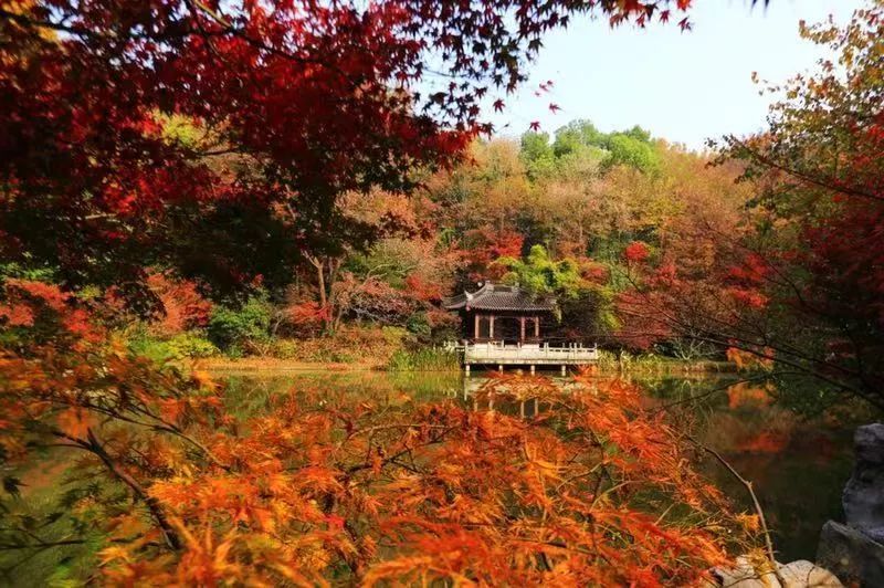 南京棲霞山紅了!棲霞山已進入紅葉最佳觀賞期!