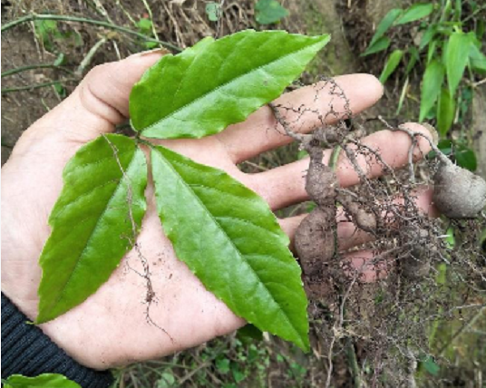 生长在阴湿环境里的植物,人称"金钱吊葫芦"如今一斤价格不便宜