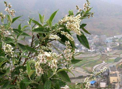 大山裡的這種