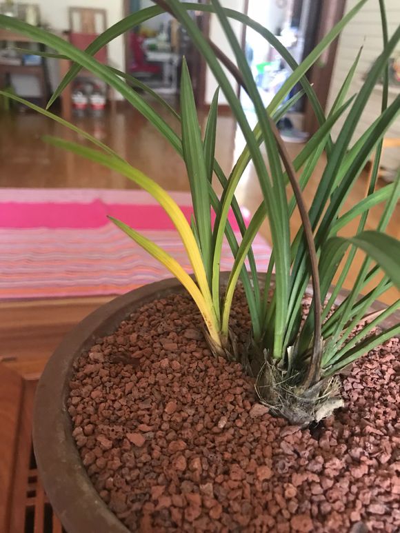 兰花一片叶子黄,导致片片叶子卷,该怎么办?别急,三招搞定