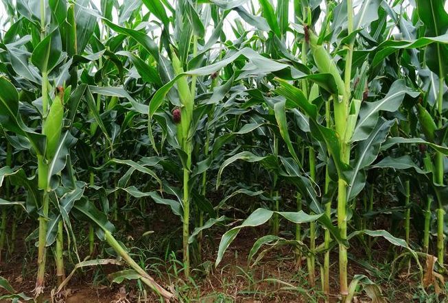 玉米缺镁症,缺硫症的症状及处理措施
