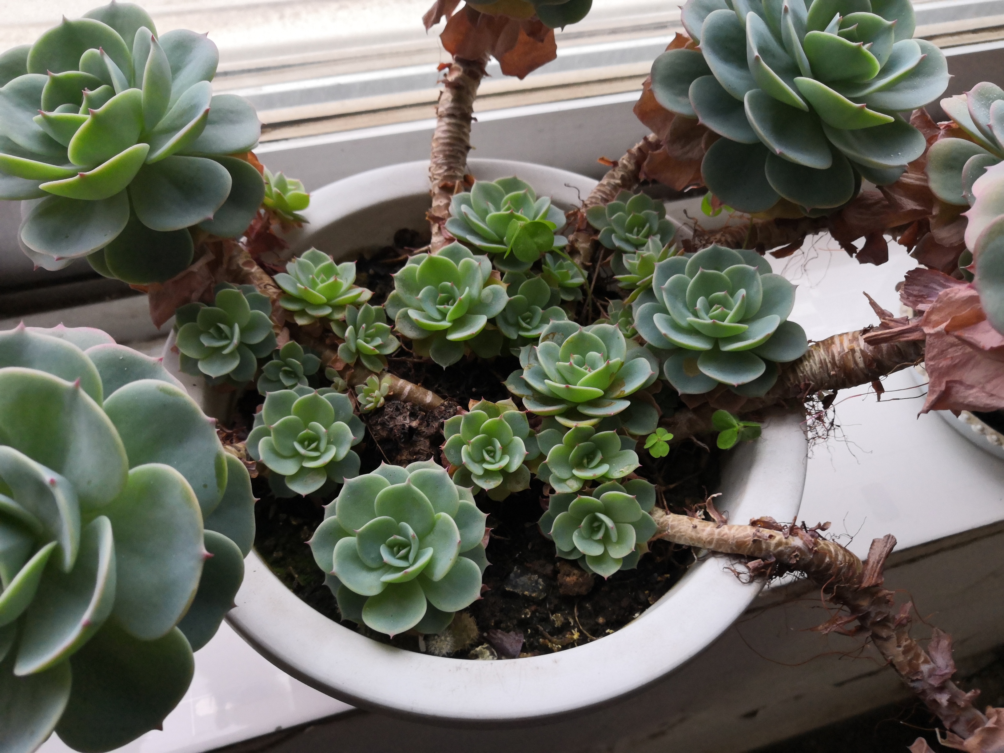 二婶盆栽的玉蝶,7桩28头,还是第一次见