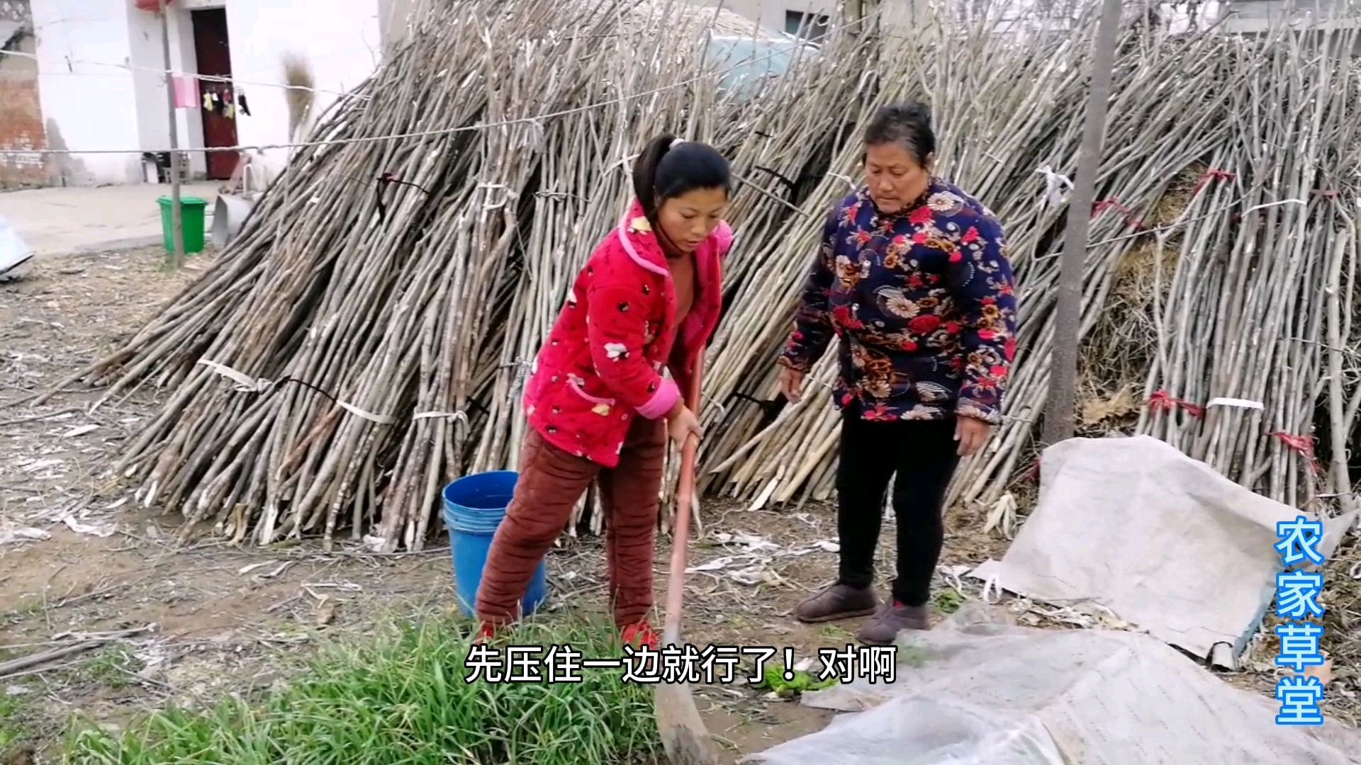 为了过年有新鲜青菜吃,农村媳妇和婆婆一起,开始做准备了