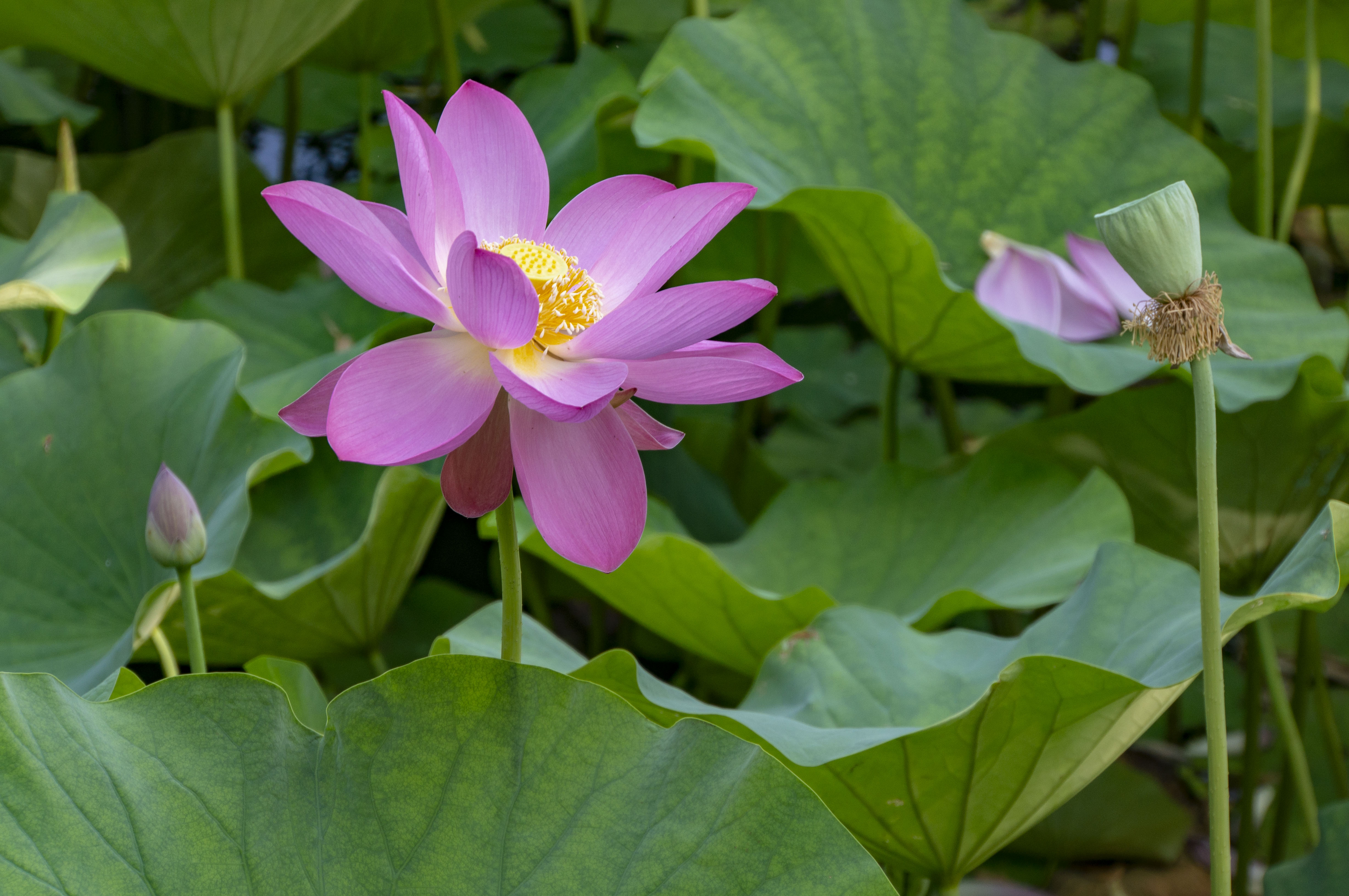 来拍吧!龙潭湖的荷花正艳