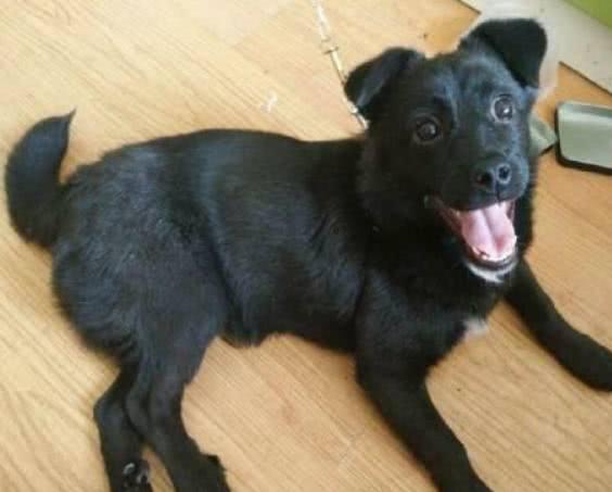 宠主花大价钱买了一只捷克狼犬,结果长成后,宠主气的想把狗扔掉