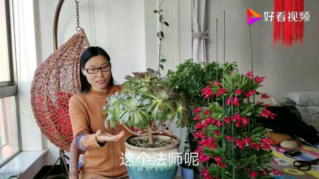 多肉法师这样养,长得“珠圆玉润”,远看像个大花球