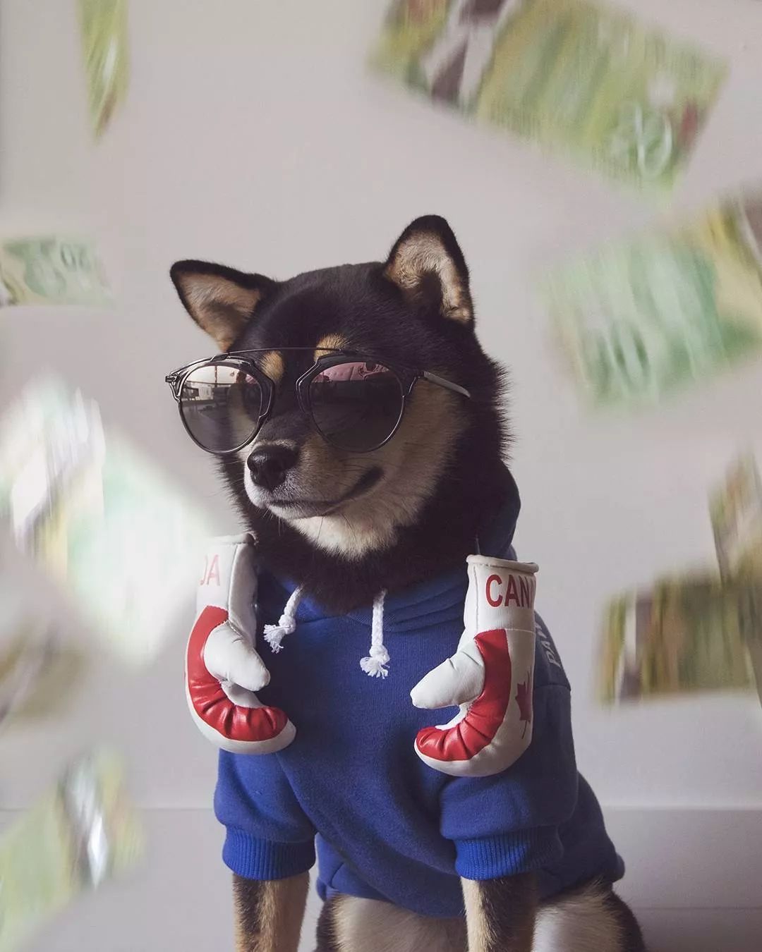 人不如狗系列-狗狗也要潮牌装