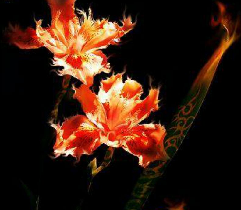 火焰鸢尾——一种痛恨背叛的花!