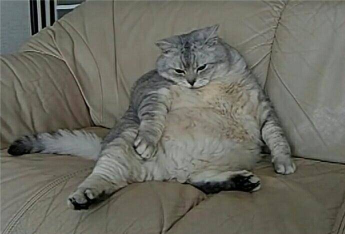 胖成球的猫咪不敢从沙发跳下 网友:丢尽喵星人的脸