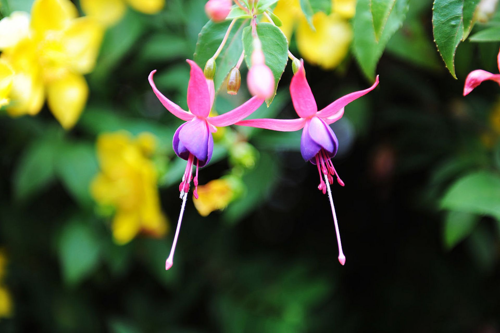 倒挂金钟,也被称为吊钟花,寓意着热情和活力.