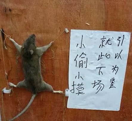 搞笑gif:看到这一幕,估计小偷吓得腿软